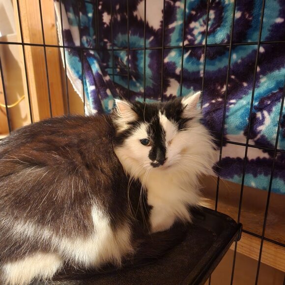 Meet your Posher, Caeli - Picture 2 of 16